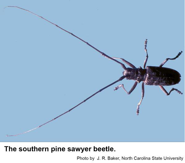 Southern pine sawyer beetle